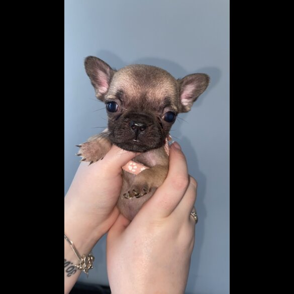 French Bulldog - Bitches