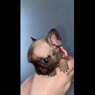 French Bulldog - Bitches