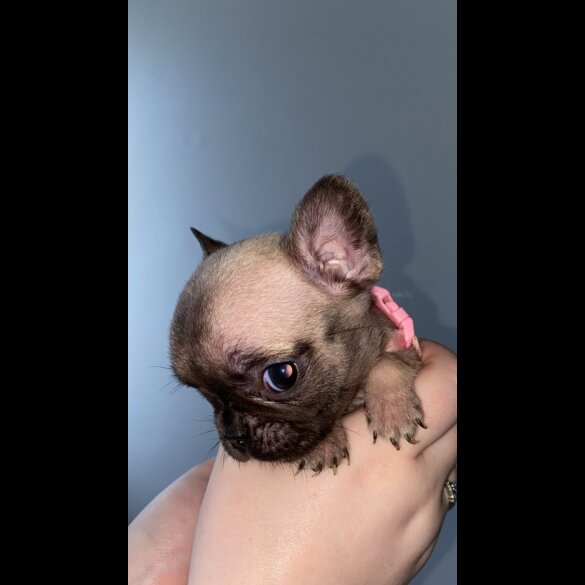 French Bulldog - Bitches