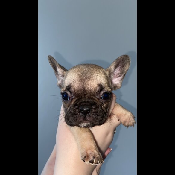 French Bulldog - Bitches