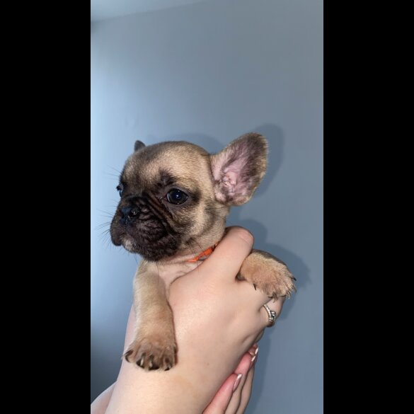 French Bulldog - Bitches