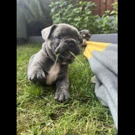French Bulldog - Both