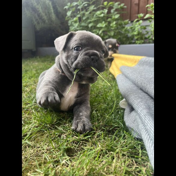French Bulldog - Both