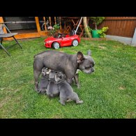 French Bulldog - Both