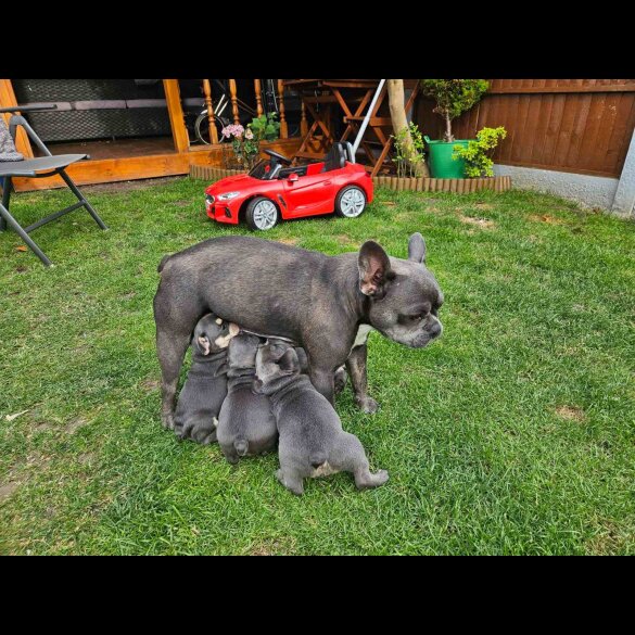 French Bulldog - Both
