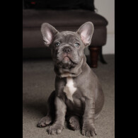 French Bulldog - Both