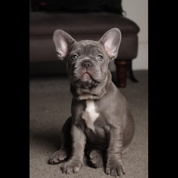 French Bulldog - Both