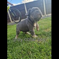 French Bulldog - Both