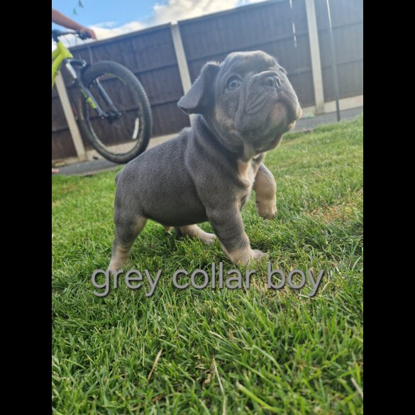 French Bulldog - Both