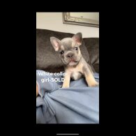 French Bulldog - Both