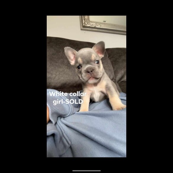 French Bulldog - Both