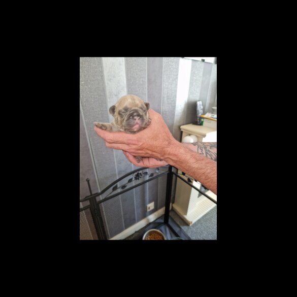 French Bulldog - Both
