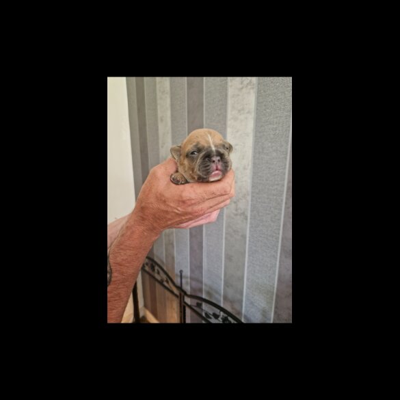 French Bulldog - Both