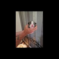 French Bulldog - Both
