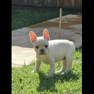 French Bulldog - Both