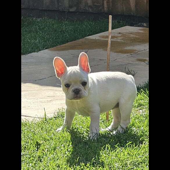 French Bulldog - Both