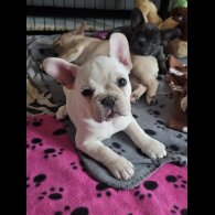 French Bulldog - Both