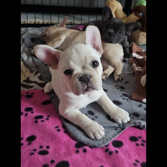 French Bulldog - Both