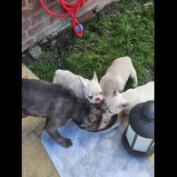 French Bulldog - Both