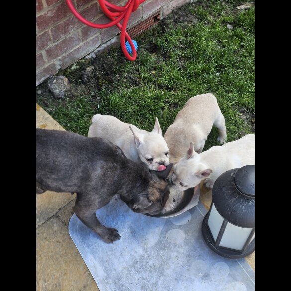 French Bulldog - Both