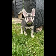 French Bulldog - Bitches