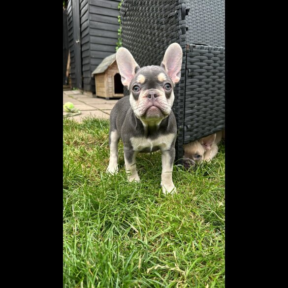 French Bulldog - Bitches