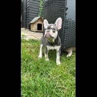 French Bulldog - Bitches