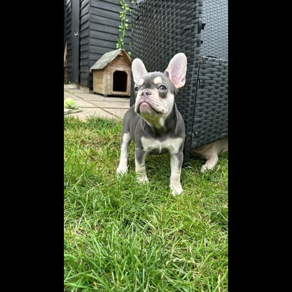 French Bulldog - Bitches