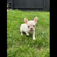 French Bulldog - Bitches