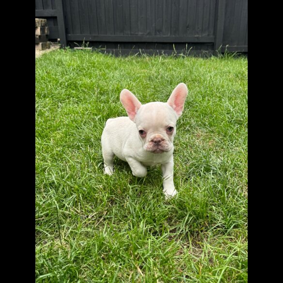 French Bulldog - Bitches