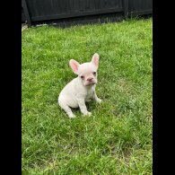 French Bulldog - Bitches