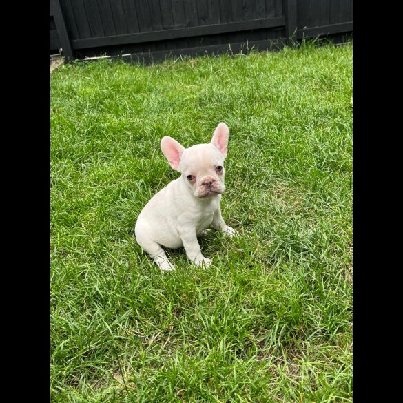 French Bulldog - Bitches