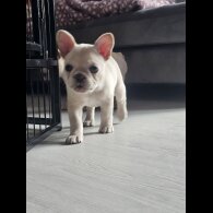 French Bulldog - Both