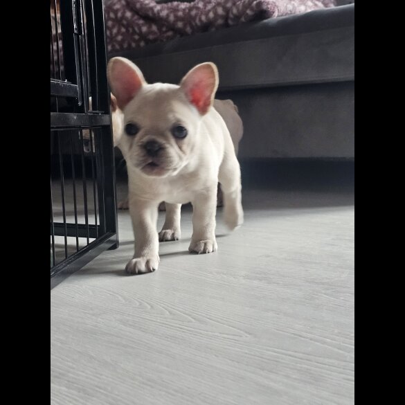 French Bulldog - Both