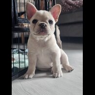 French Bulldog - Both