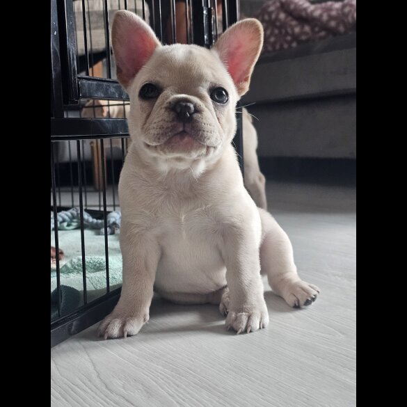 French Bulldog - Both