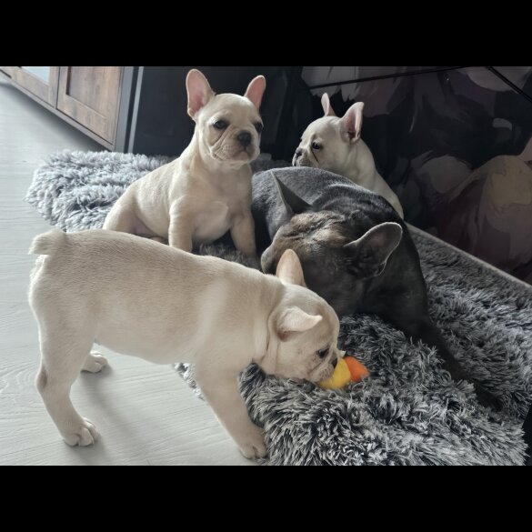 French Bulldog - Both