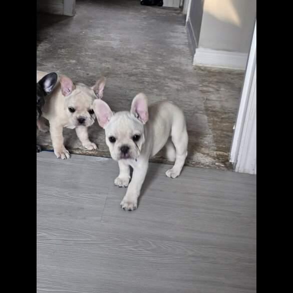 French Bulldog - Both