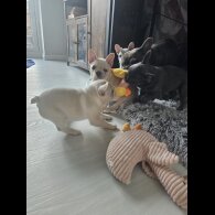 French Bulldog - Both