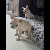 French Bulldog - Both