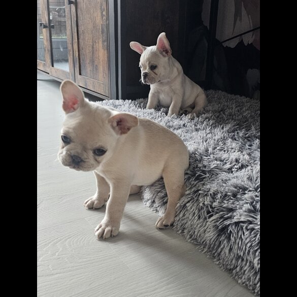 French Bulldog - Both