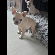 French Bulldog - Both
