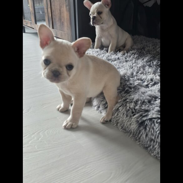 French Bulldog - Both