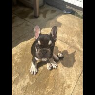 French Bulldog - Both
