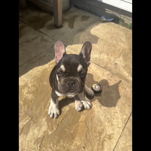 French Bulldog - Both