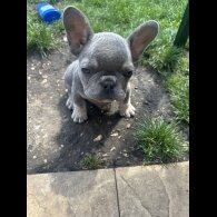 French Bulldog - Both