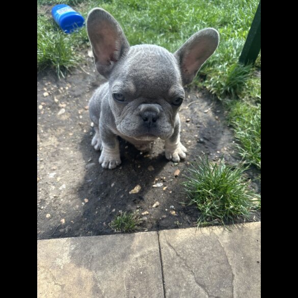 French Bulldog - Both
