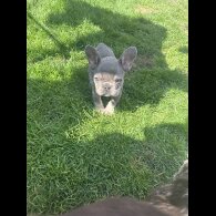 French Bulldog - Both
