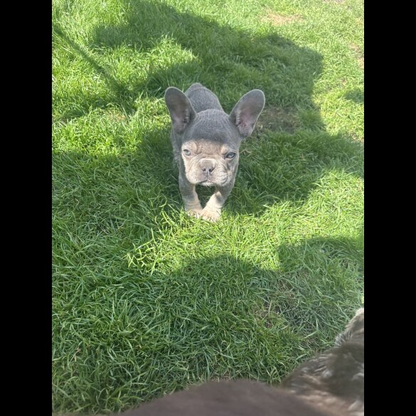 French Bulldog - Both
