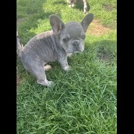 French Bulldog - Both